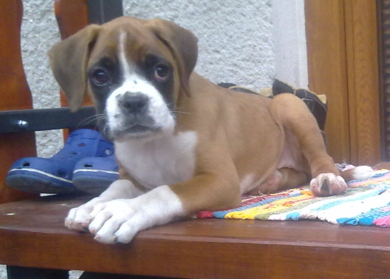 Daisy lbp