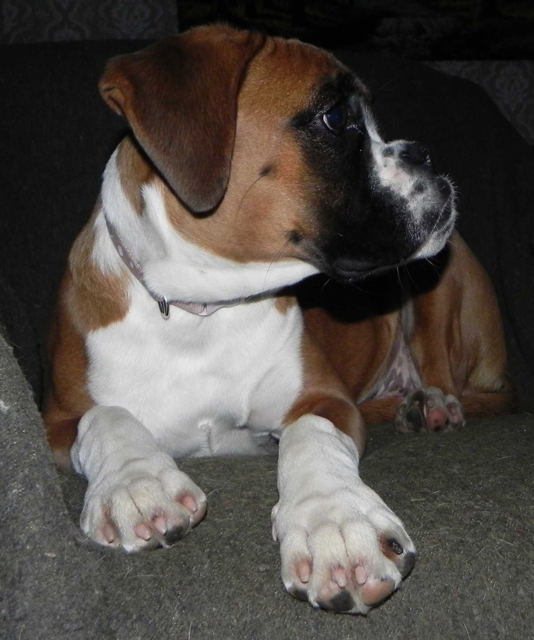 Daisy8