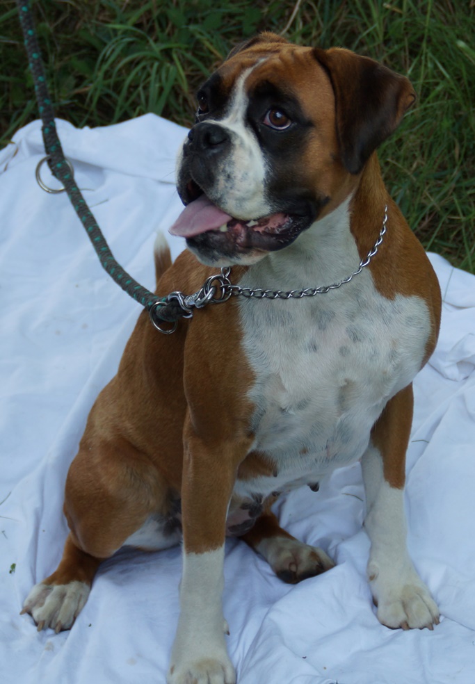 Daisy 1