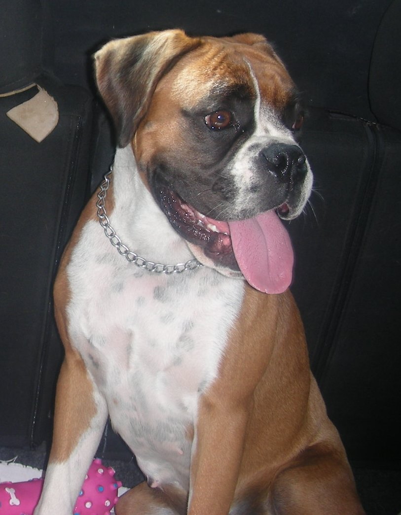 Daisy 3