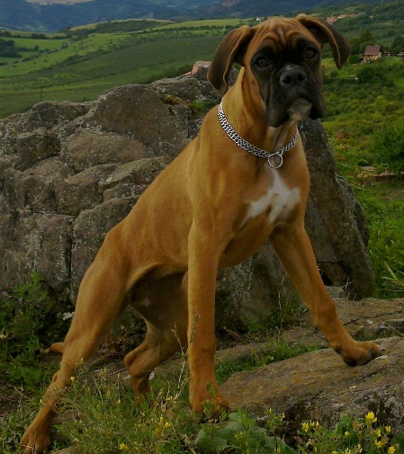 Boneta a